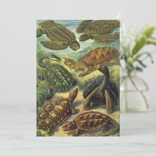 Vintage Land Tortoise Sea Turtles by Ernst Haeckel