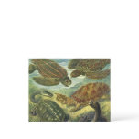 Vintage Land Tortoise Sea Turtles by Ernst Haeckel