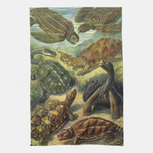 Vintage Land Tortoise Sea Turtles by Ernst Haeckel Kitchen Towel