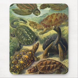 Vintage Land Tortoise Sea Turtles by Ernst Haeckel Mouse Pad