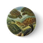 Vintage Land Tortoise Sea Turtles by Ernst Haeckel Pinback Button