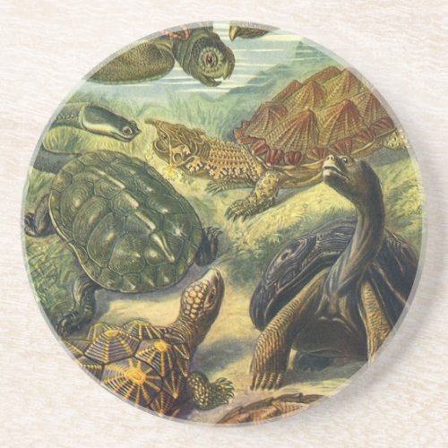 Vintage Land Tortoise Sea Turtles by Ernst Haeckel Sandstone Coaster