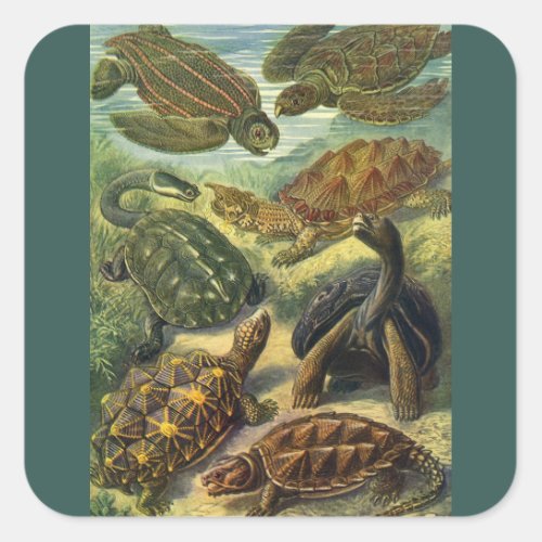 Vintage Land Tortoise Sea Turtles by Ernst Haeckel Square Sticker