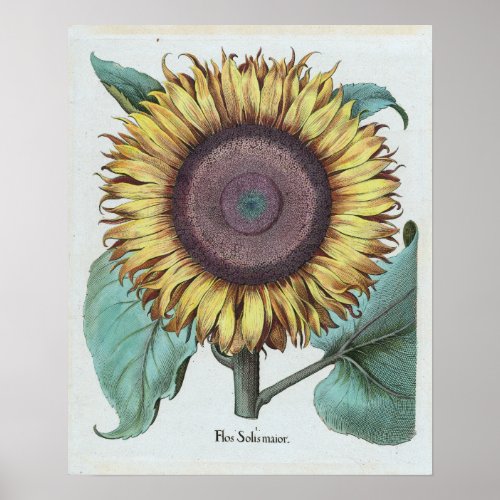 Vintage Large Sunflower Flos Solis Maior Poster
