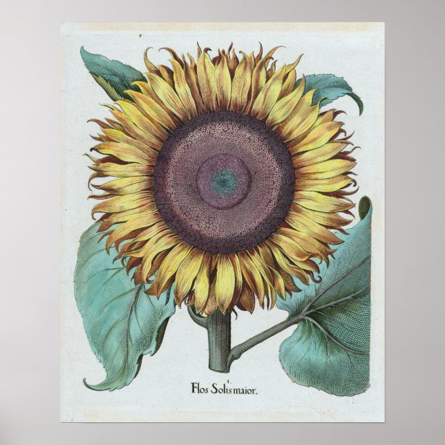 Vintage Large Sunflower (Flos Solis Maior) Poster (Front)