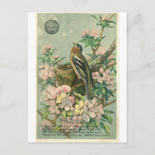 Vintage Lark Bird Postcard