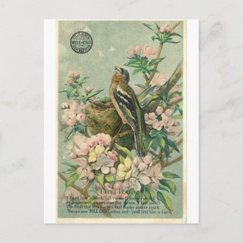 Vintage Lark Bird Postcard