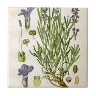 Vintage Lavender Botanical Print Ceramic Tile