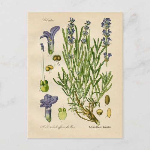 Vintage Lavender Botanical Print Postcard