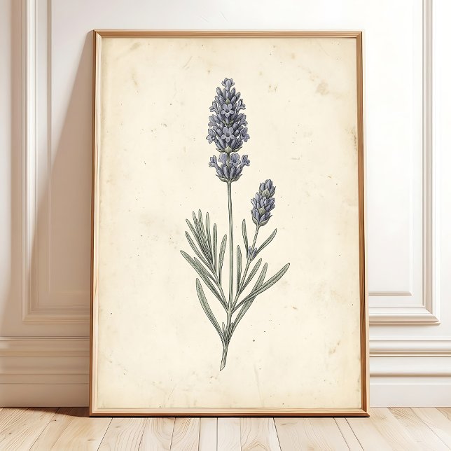 Vintage Lavender Botanical Wall Art (Creator Uploaded)