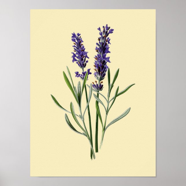Vintage Lavender Flower #3 Poster (Front)
