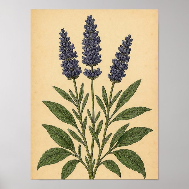 Vintage Lavender on Weathered Paper Poster (Front)