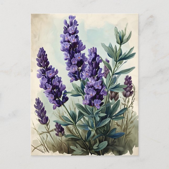 Vintage Lavender Postcard (Front)