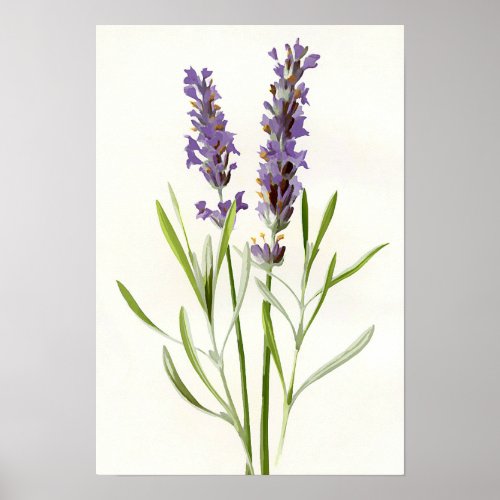 Vintage lavender poster