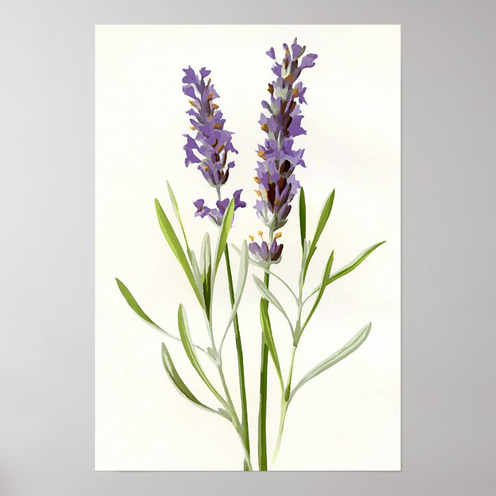 Vintage lavender poster | Zazzle.com