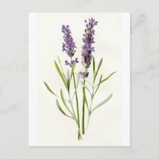 Vintage Lavenders Postcard