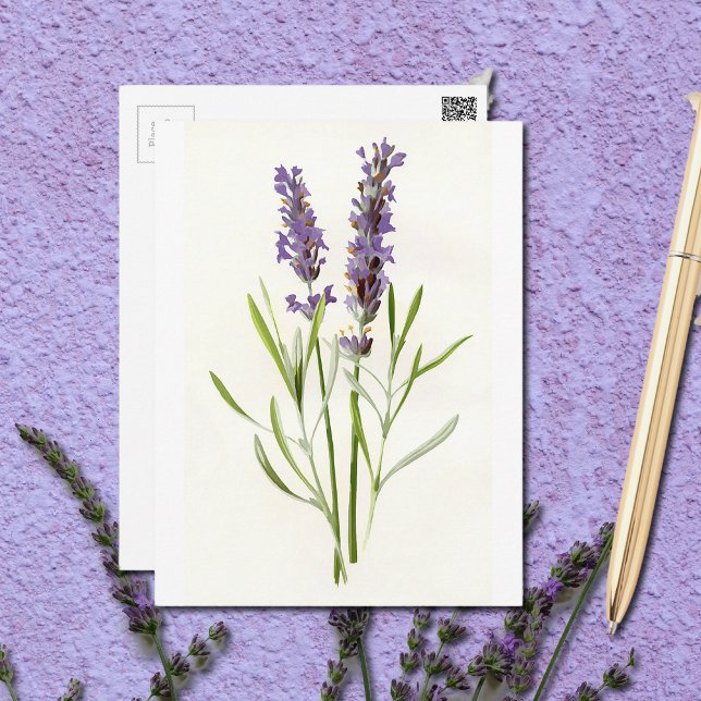 Vintage Lavenders Postcard (Creator Uploaded)