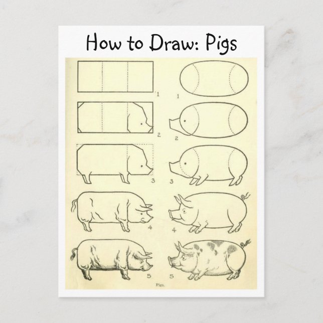 Vintage Learn to Draw Pigs Postcard (Front)
