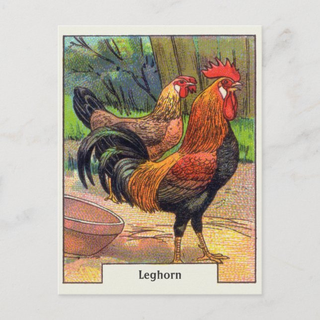 Vintage Leghorn Chicken Postcard (Front)