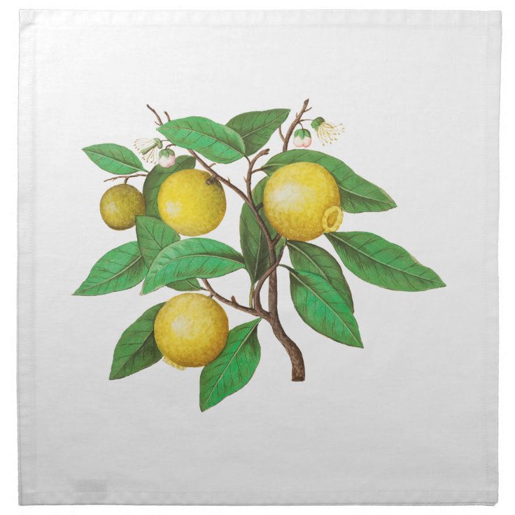 Vintage Lemon Illustration Cloth Napkin Zazzle