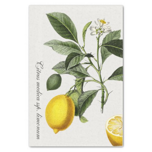 Vintage Lemon Illustration with Botanical Name Tis Tissue Paper