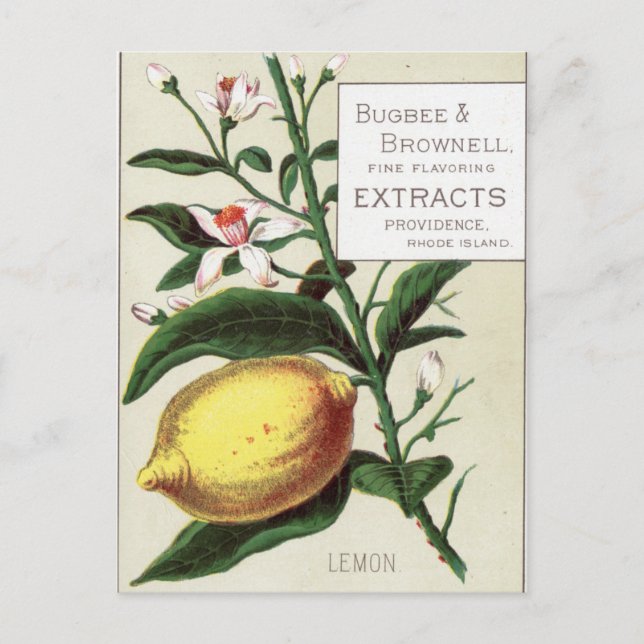 Vintage Lemon Postcard (Front)