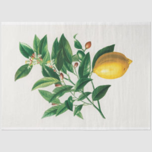 Vintage Lemon Scientific Drawing Fruit Tissue Paper