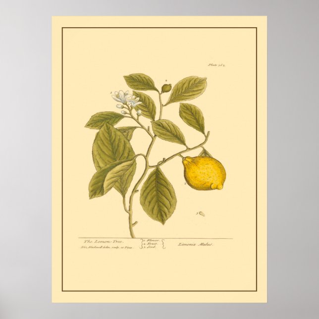 Vintage Lemon Tree Botanical Kitchen Art Poster (Front)