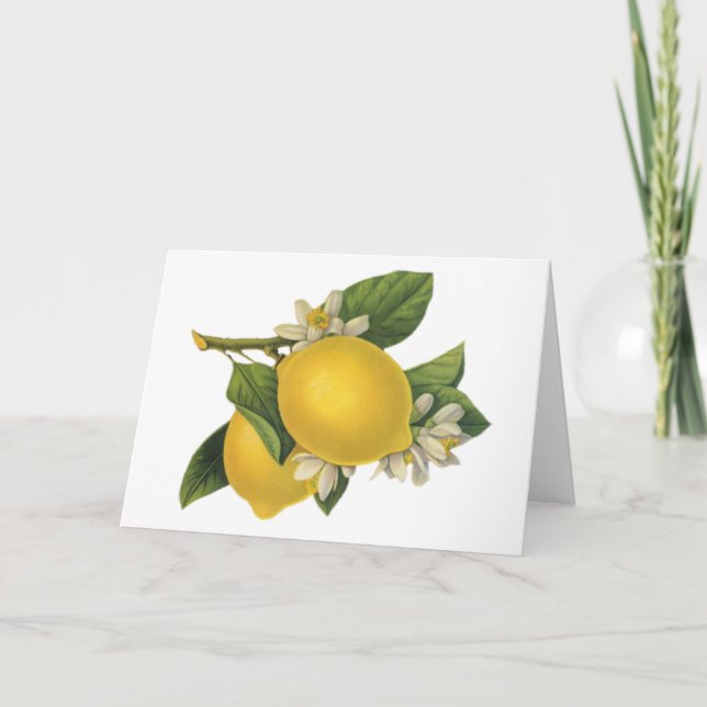 Vintage Lemons Illustration Card (Front)