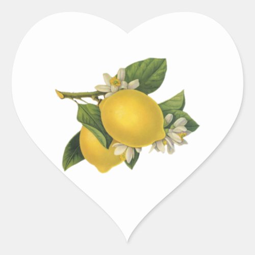 Vintage Lemons Illustration Heart Sticker