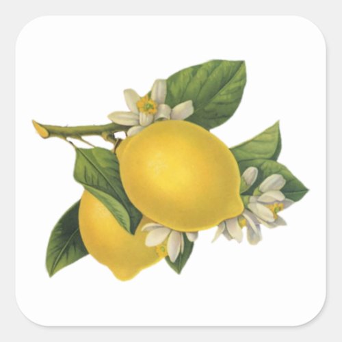 Vintage Lemons Illustration Square Sticker