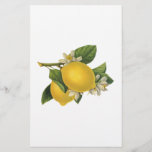 Vintage Lemons Illustration Stationery