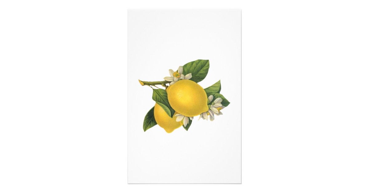 Vintage Lemons Illustration Stationery | Zazzle.com
