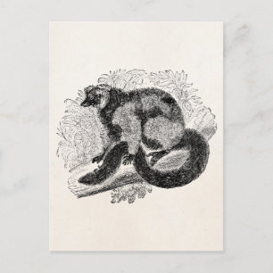 Vintage Lemur 1800s Lemurs Illustration Template Postcard