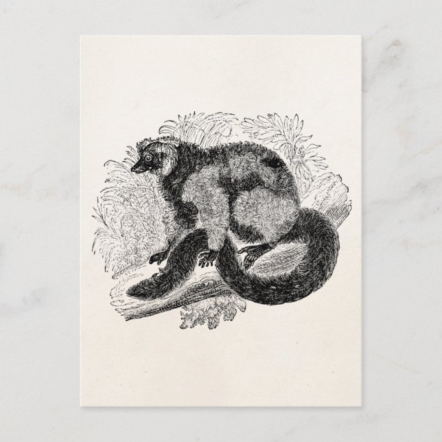 Vintage Lemur 1800s Lemurs Illustration Template Postcard (Front)
