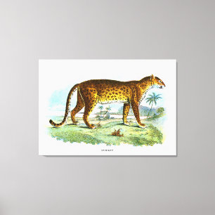 Vintage Leopard Animal Illustration Canvas Print