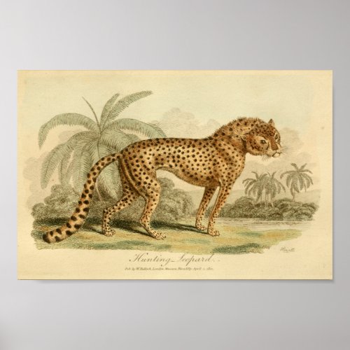 Vintage Leopard Natural History Big Cat Print