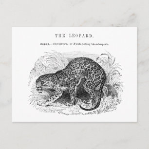 Vintage leopard wildlife illustration postcard