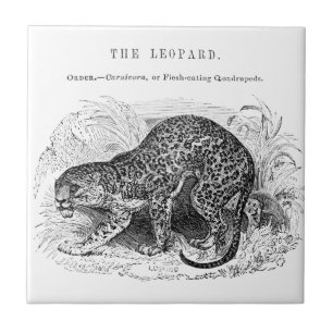 Vintage leopard wildlife illustration tile