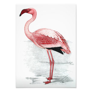 Vintage Lesser Flamingo Claude Gibney Finch Davies Photo Print