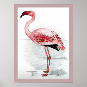 Vintage Lesser Flamingo Claude Gibney Finch Davies Poster