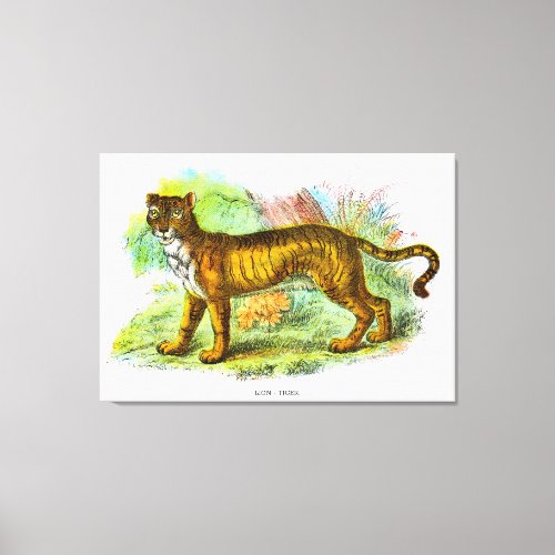 Vintage Liger Or Lion Tiger Animal Illustration Canvas Print