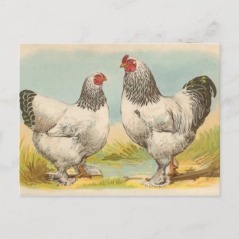 Vintage "light Brahama Chickens" Postcard by LittleThingsDesigns at Zazzle