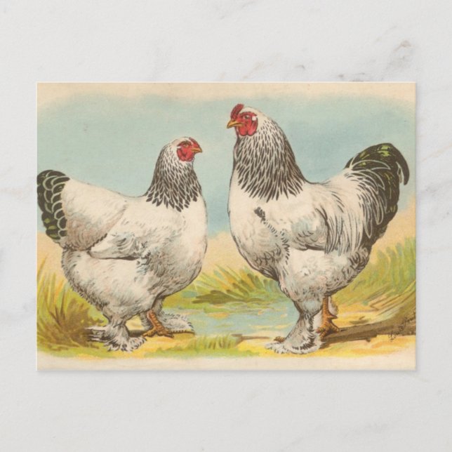 Vintage "Light Brahama Chickens" Postcard (Front)