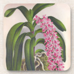 Vintage Lilac Orchid Aerides Fieldingi Lindenia Beverage Coaster
