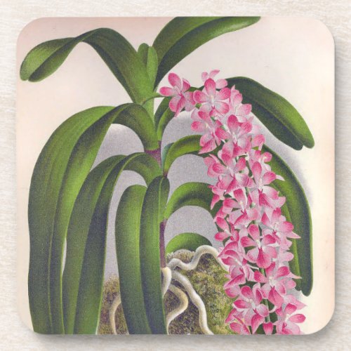 Vintage Lilac Orchid Aerides Fieldingi Lindenia Beverage Coaster