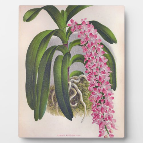 Vintage Lilac Orchid Aerides Fieldingi Lindenia Plaque