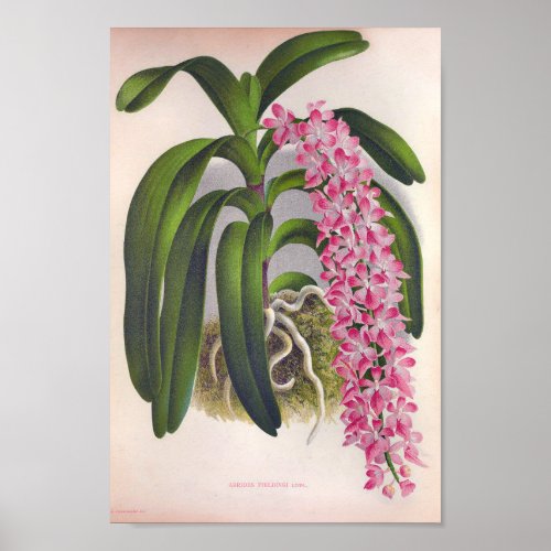 Vintage Lilac Orchid Aerides Fieldingi Lindenia Poster
