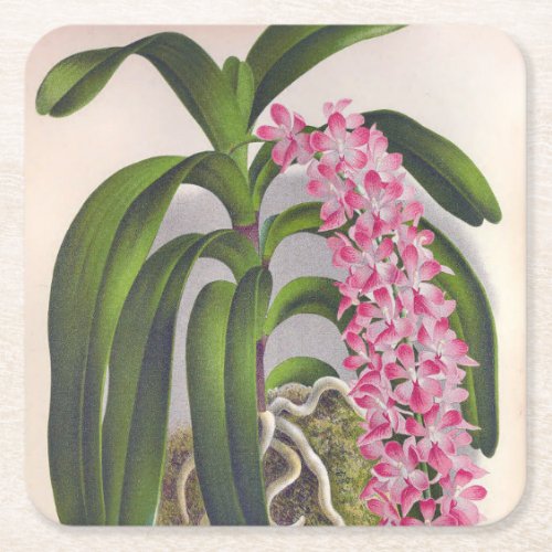 Vintage Lilac Orchid Aerides Fieldingi Lindenia Square Paper Coaster
