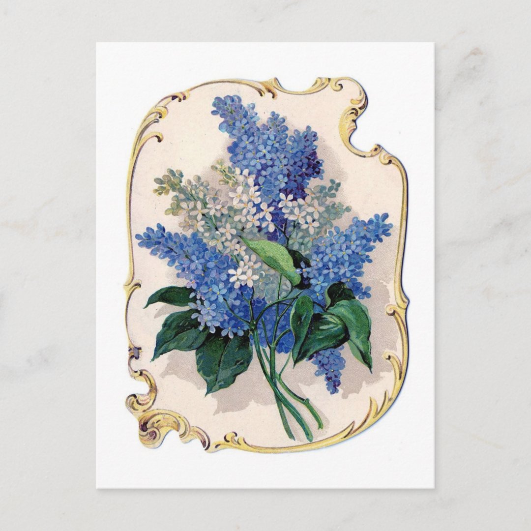 Vintage Lilacs Postcard | Zazzle